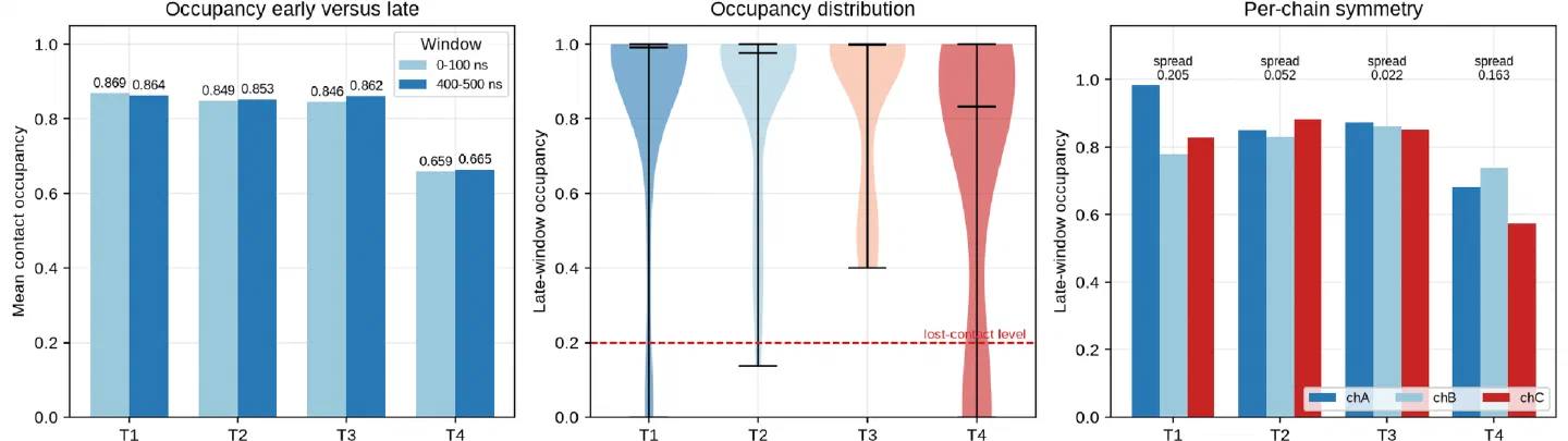 Contact occupancy per design, early window against late, with the per-chain symmetry of each interface.