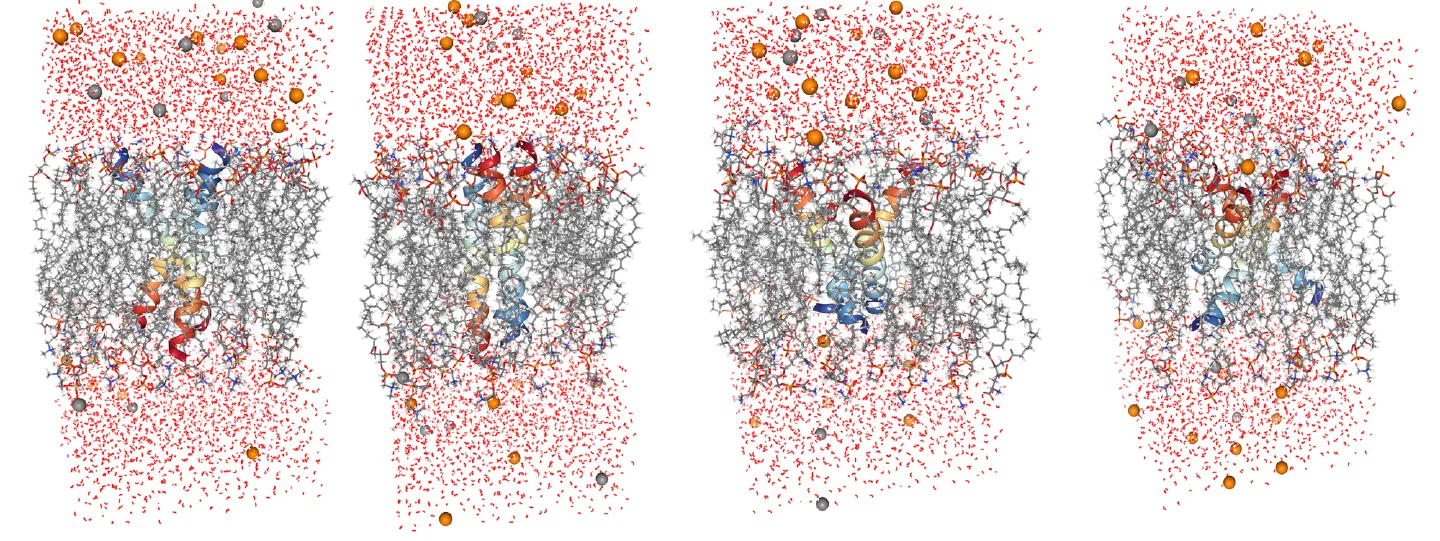 The four candidate designs, each embedded in an explicit lipid bilayer with water and counter-ions.